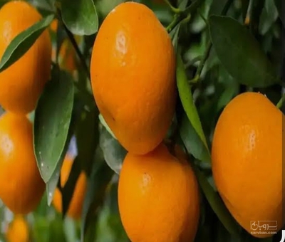 فروش نارنگی ژاپنی