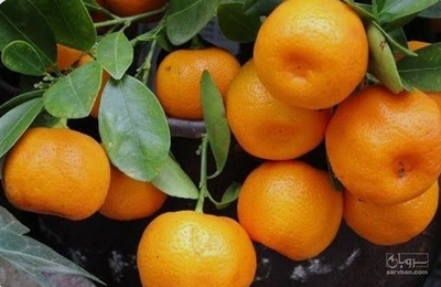 فروش نارنگی ژاپنی