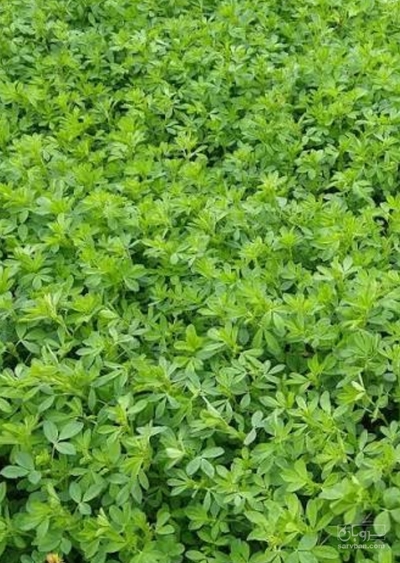 فروش یونجه