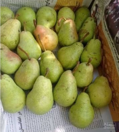 فروش گلابی