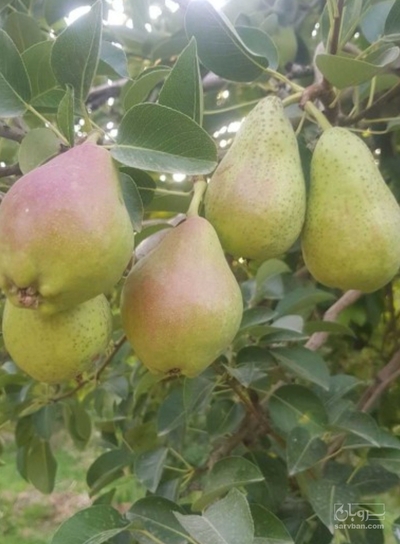 فروش گلابی