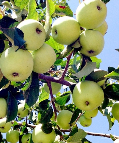 فروش سیب