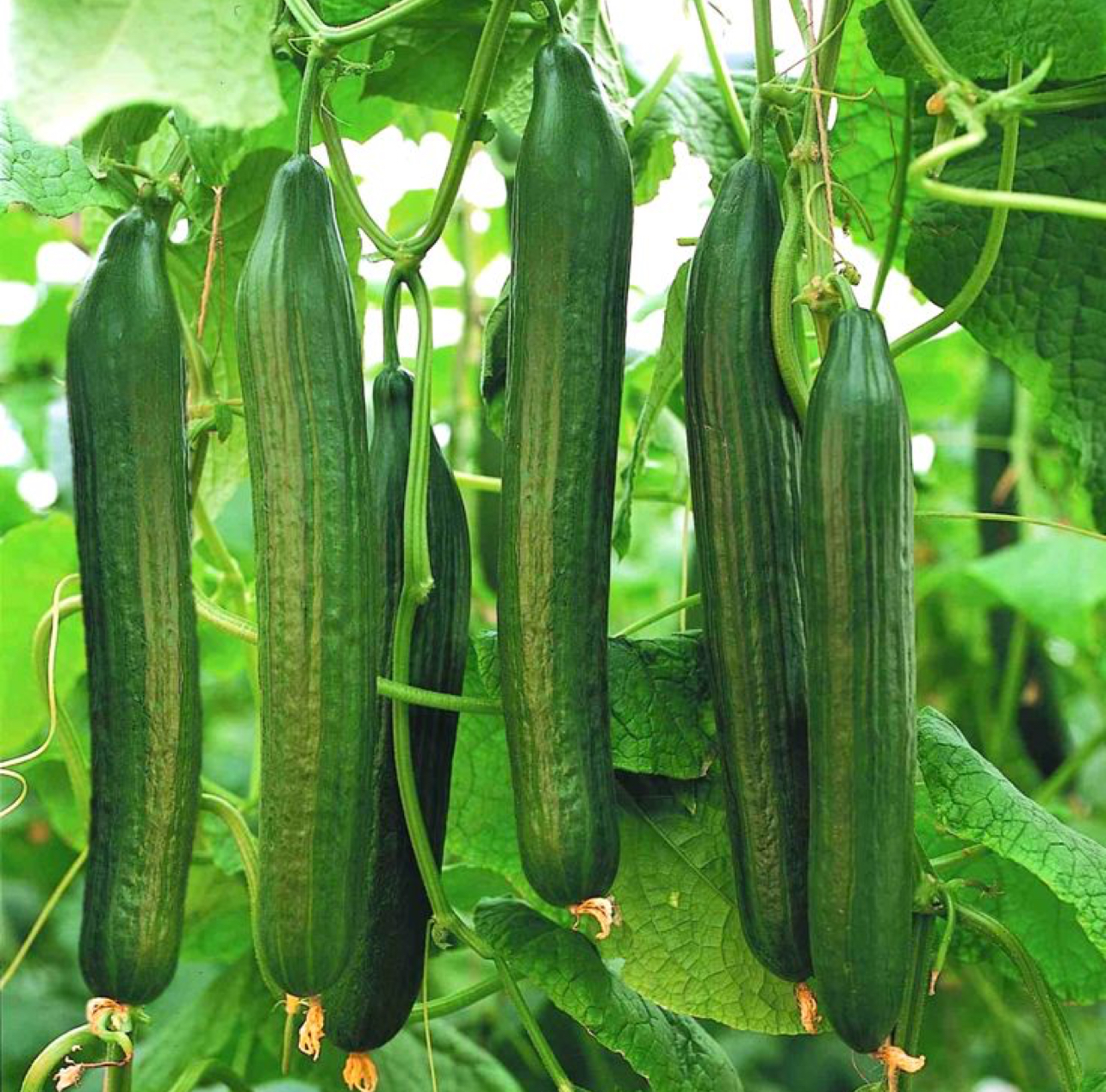 فروش خیار