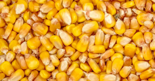 فروش ذرت دانه ای