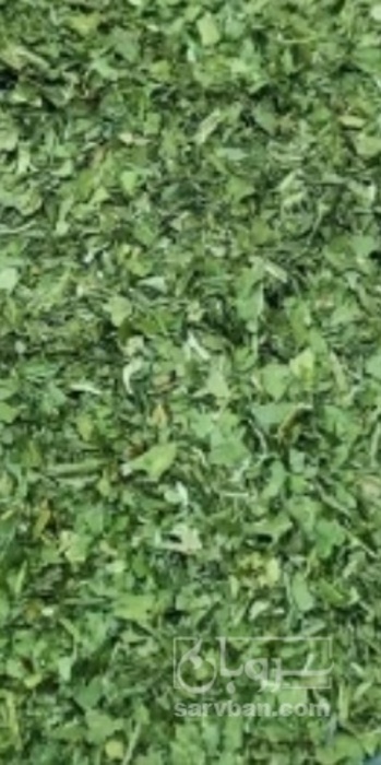 فروش گشنیز