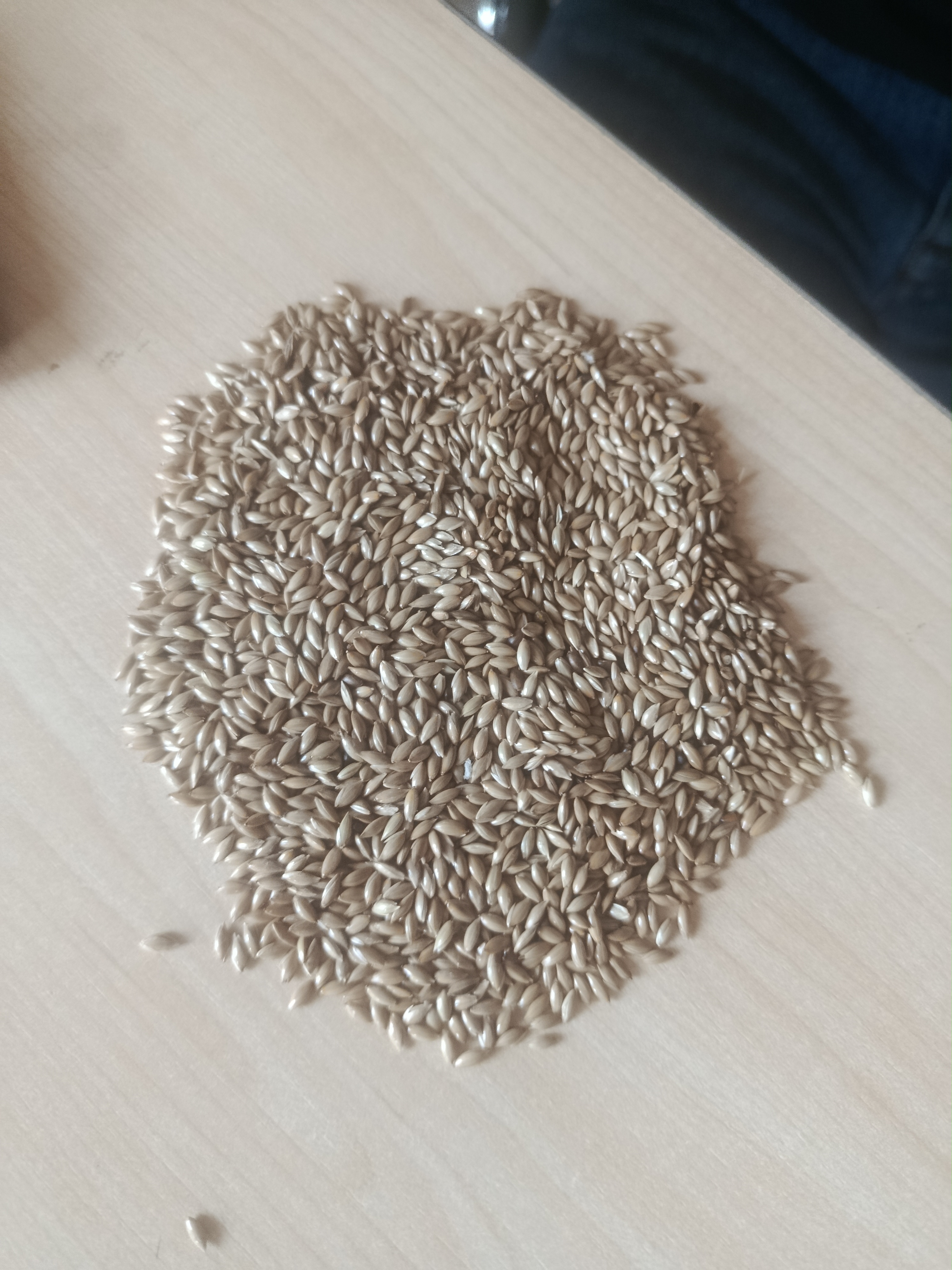 فروش کتان (گیاه الیافی)