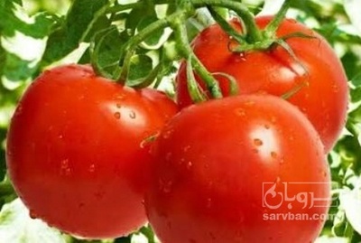فروش گوجه فرنگی