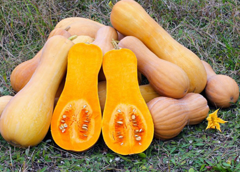 فروش کدو آجیلی