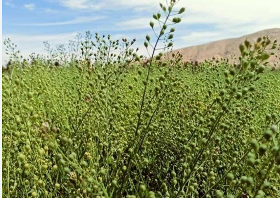 فروش کاملینا (کتان‌کش)
