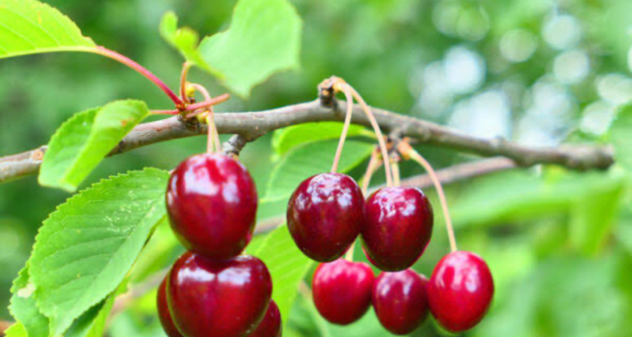 فروش گیلاس تک دانه