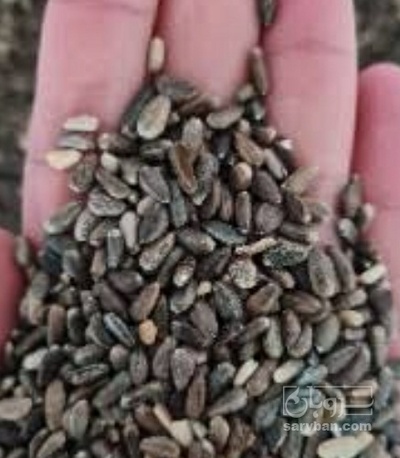 فروش بذر کنگر