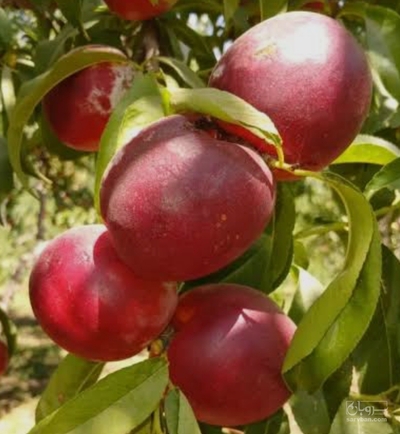 فروش شلیل