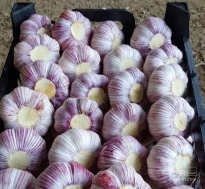 فروش سیر