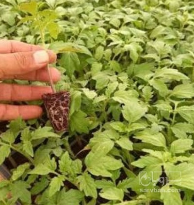 فروش نشا گوجه فرنگی