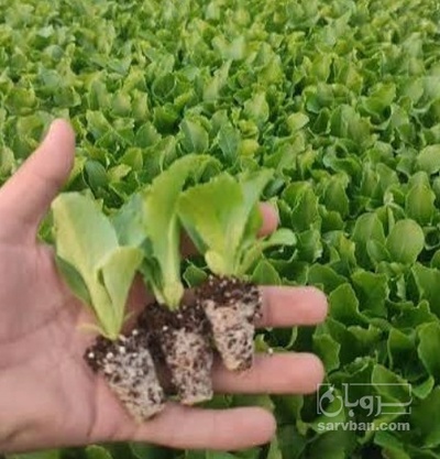 فروش نشا کاهو