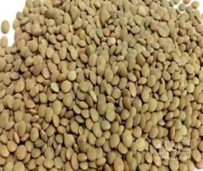 فروش عدس