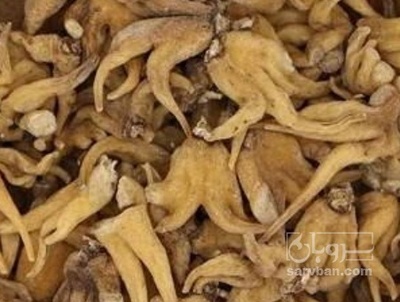 فروش ثعلب (گیاه‌ دارویی)