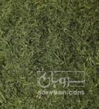 فروش شوید خشک (گیاه‌ دارویی)