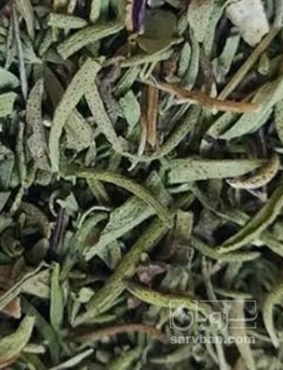فروش مرزه (گیاه‌ دارویی)