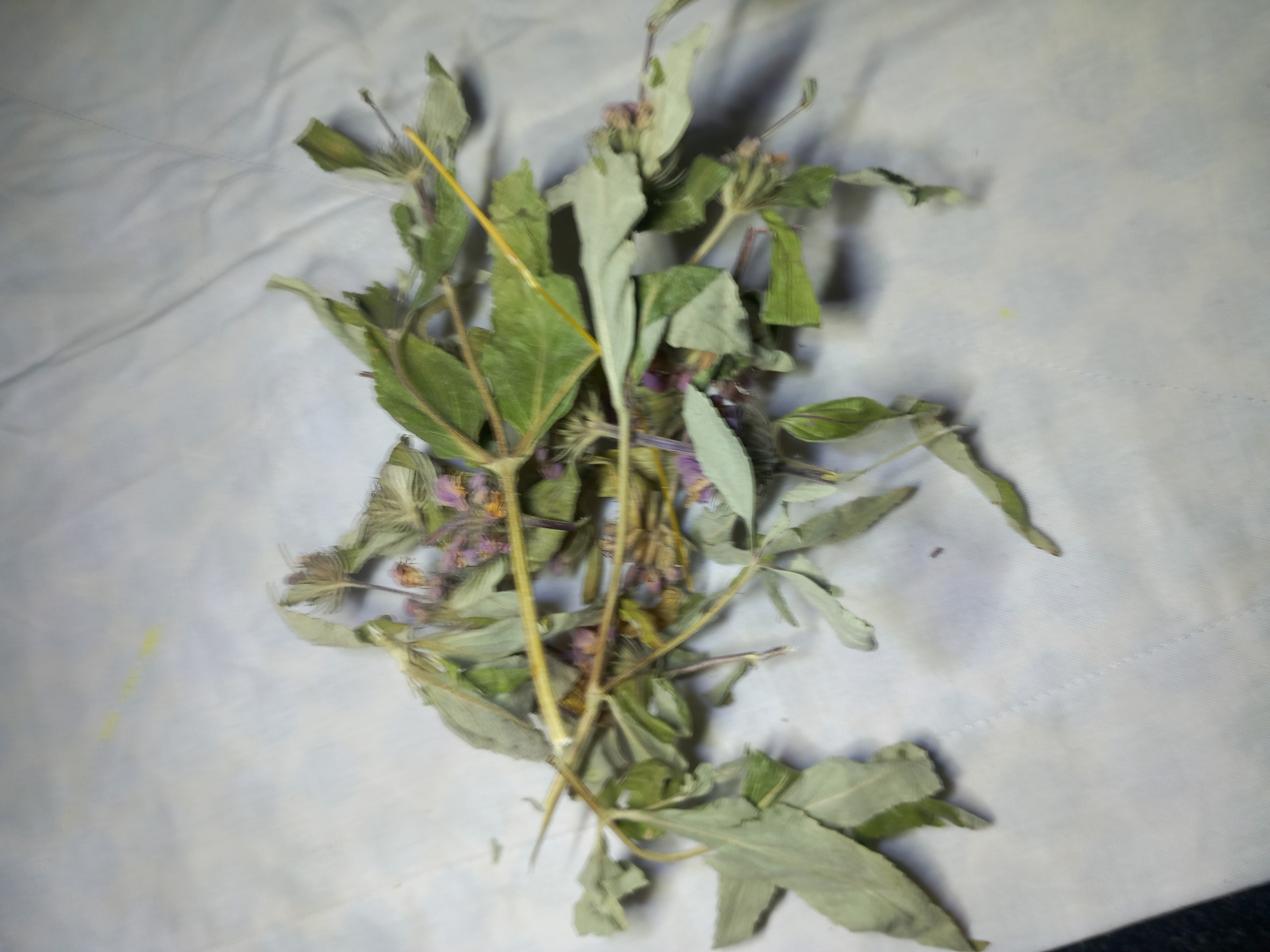 فروش مریم گلی (گیاه‌ دارویی)
