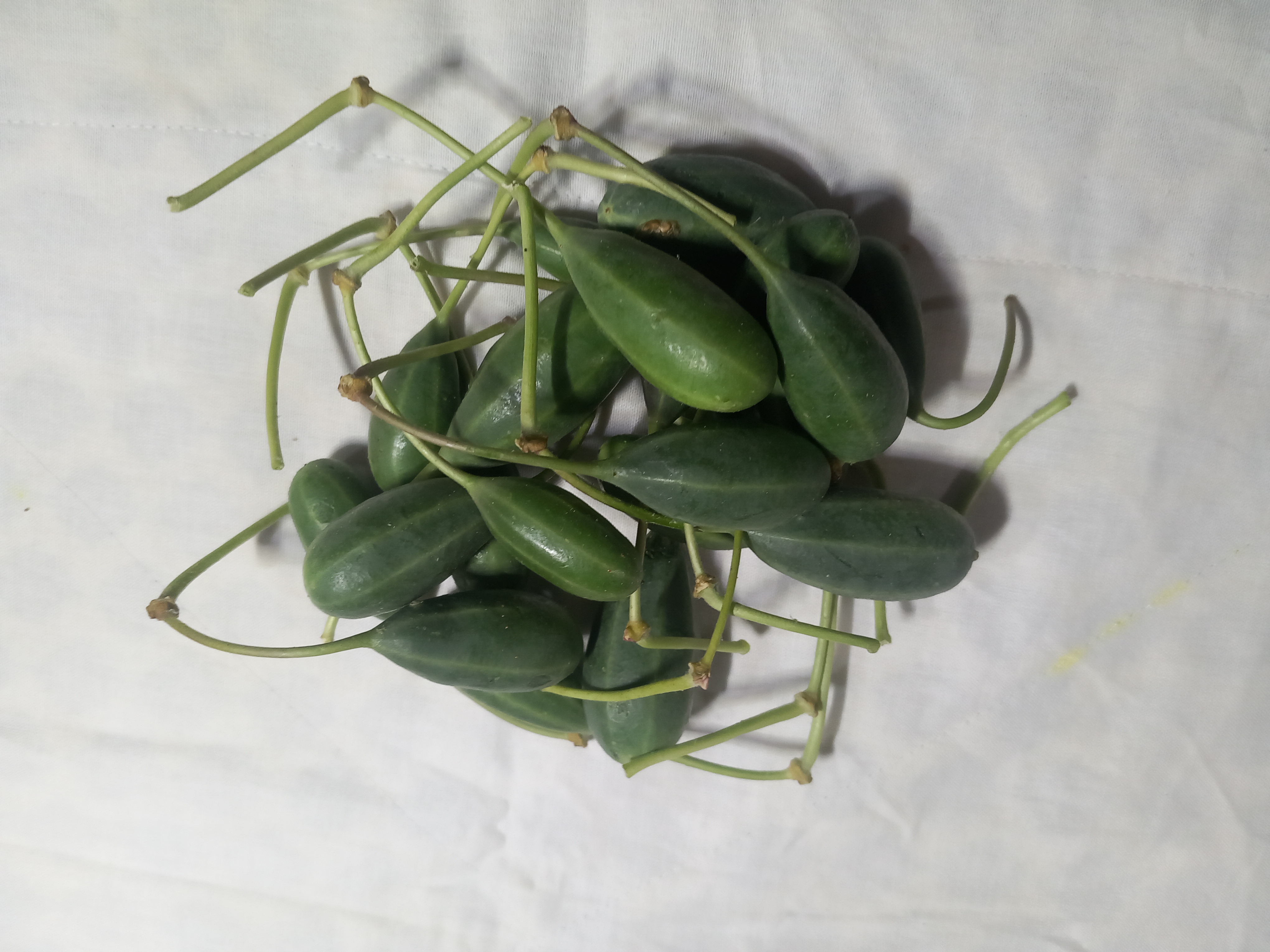 فروش کبر (گیاه‌ دارویی)