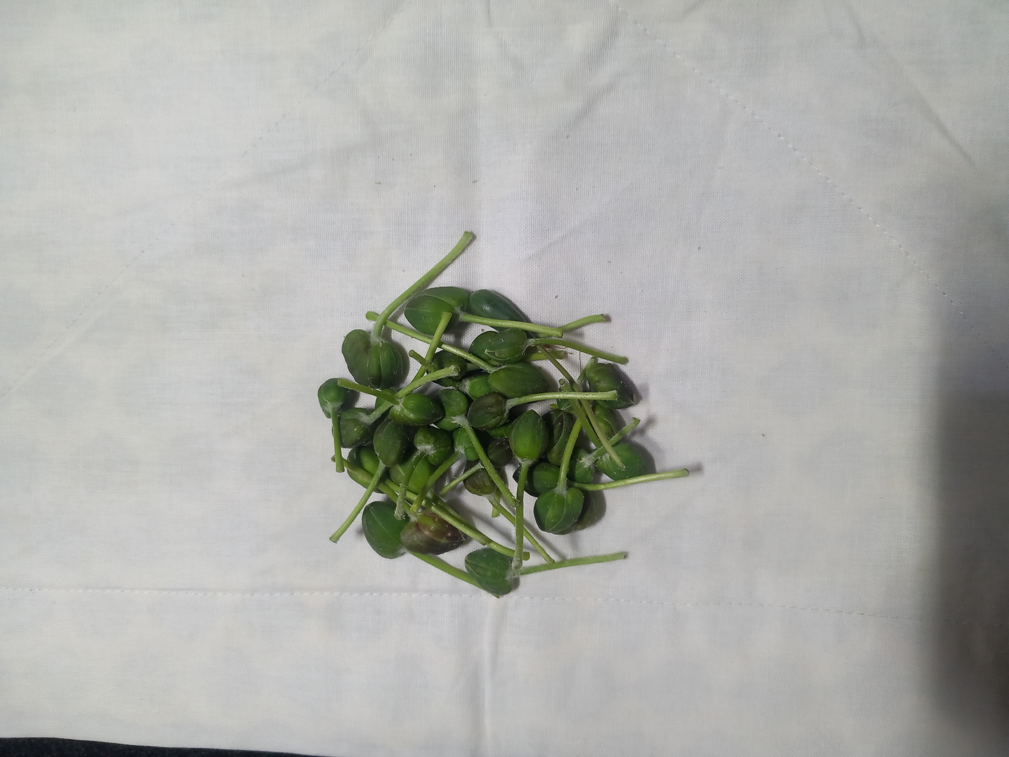 فروش کبر (گیاه‌ دارویی)