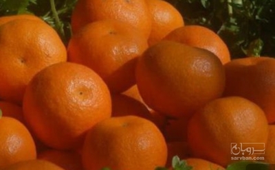 فروش نارنگی ژاپنی