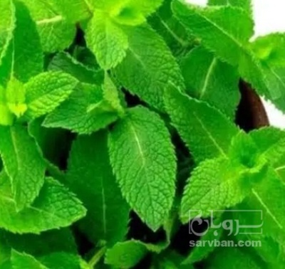 فروش پونه (گیاه‌ دارویی)