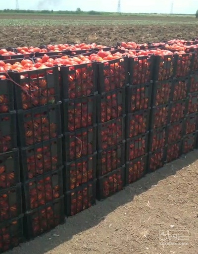 فروش گوجه فرنگی