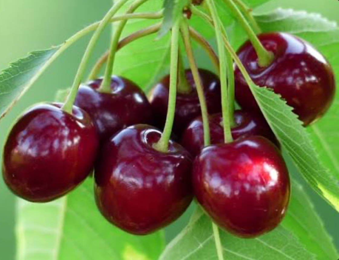 فروش گیلاس تکدانه