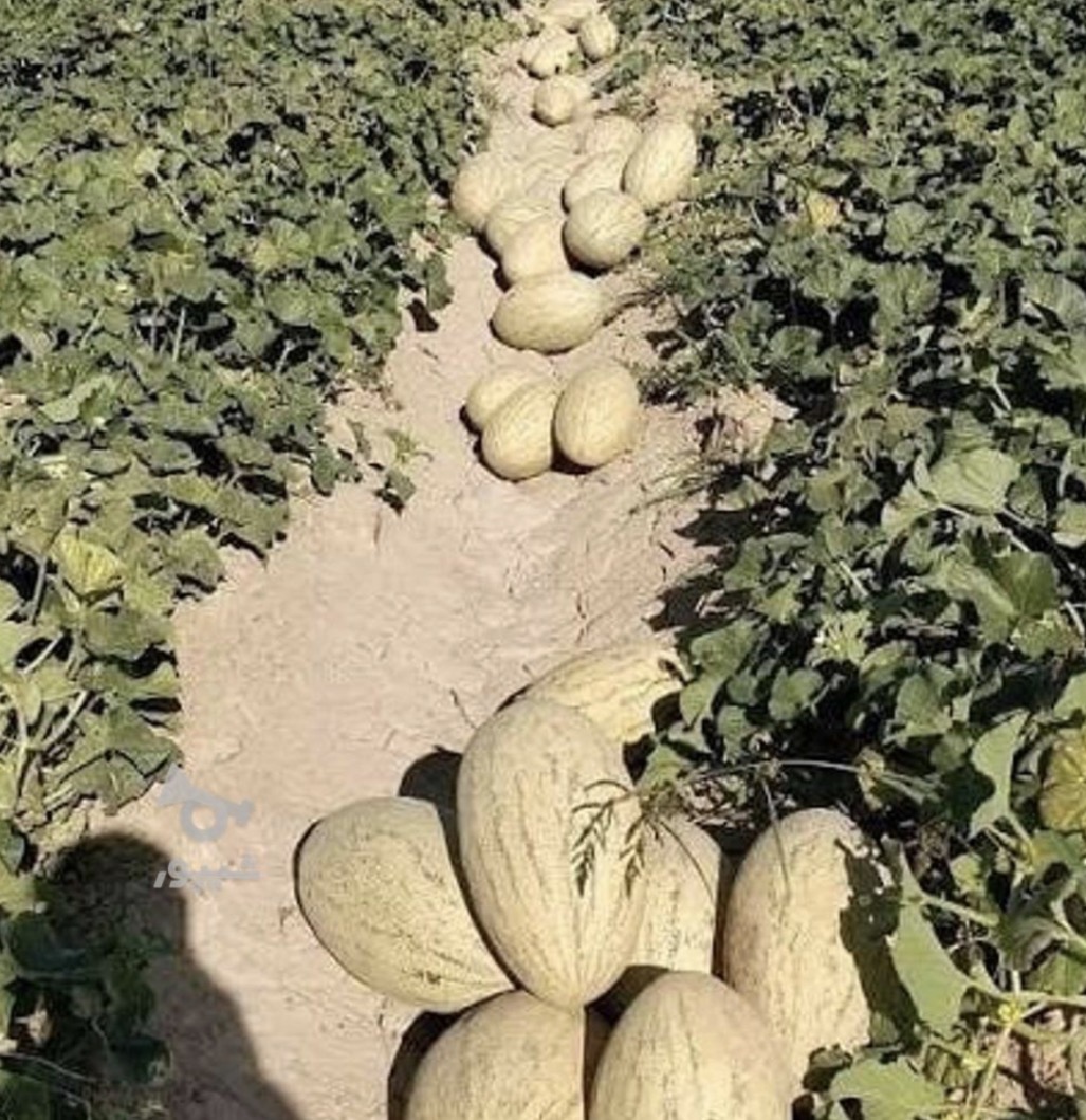 فروش خربزه تاشکن