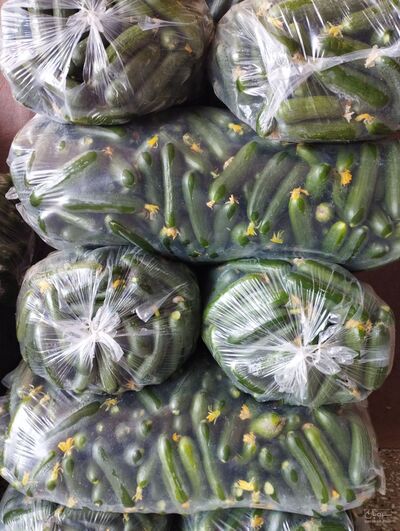 فروش خیار