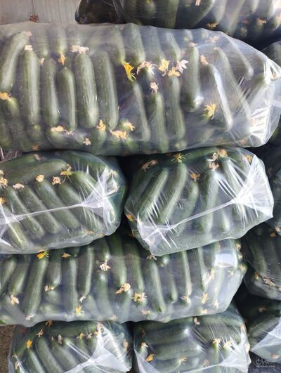 فروش خیار 2