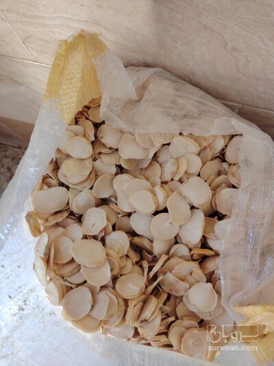 فروش موسیر