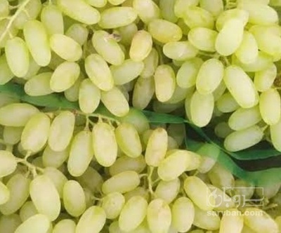 فروش انگور