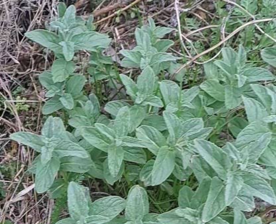 فروش پونه (گیاه‌ دارویی)
