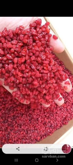 فروش زرشک