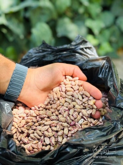 فروش لوبیا چیتی