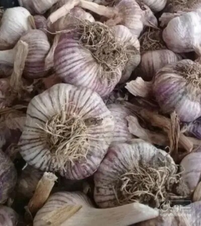 فروش سیر
