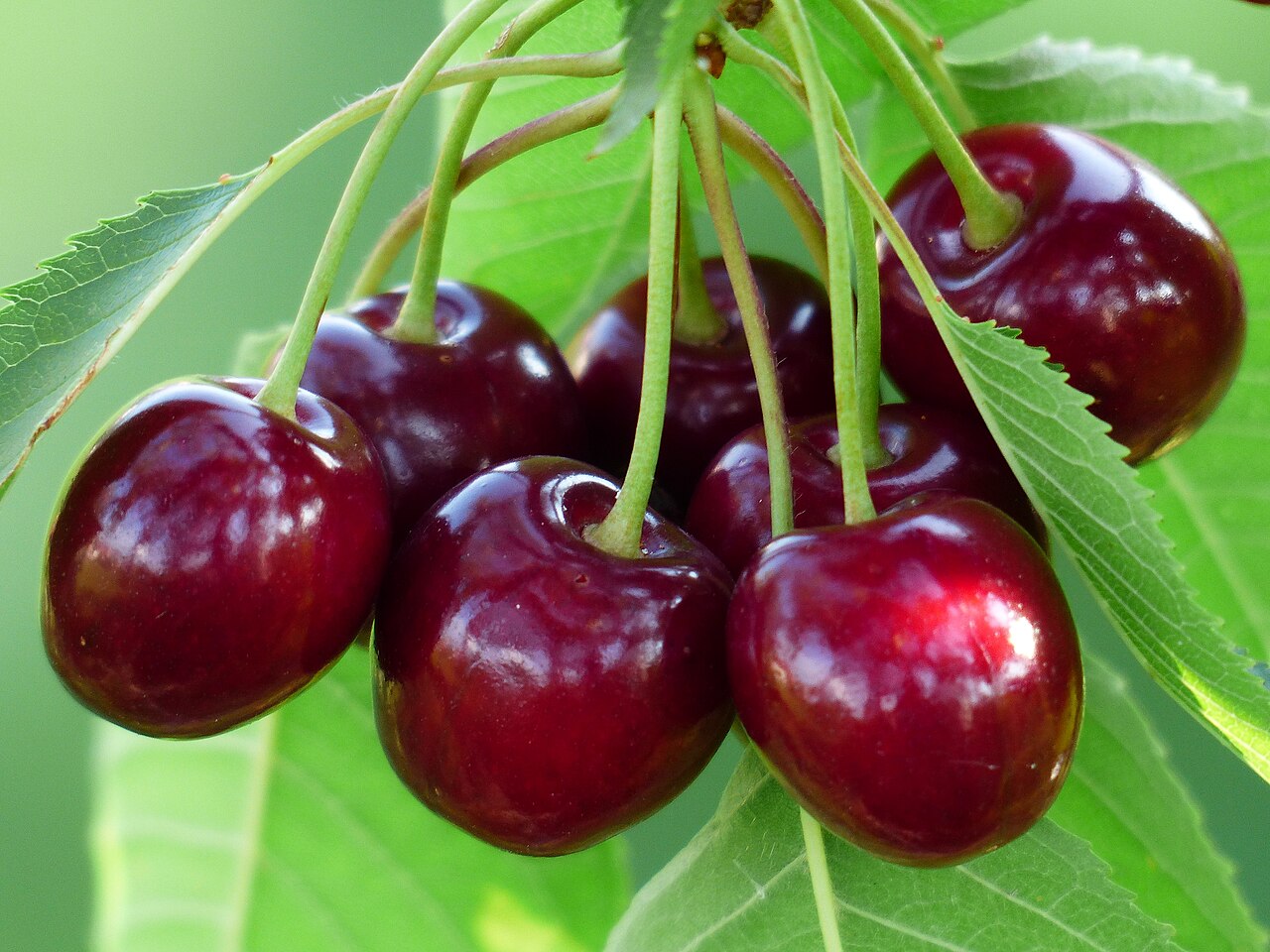فروش گیلاس