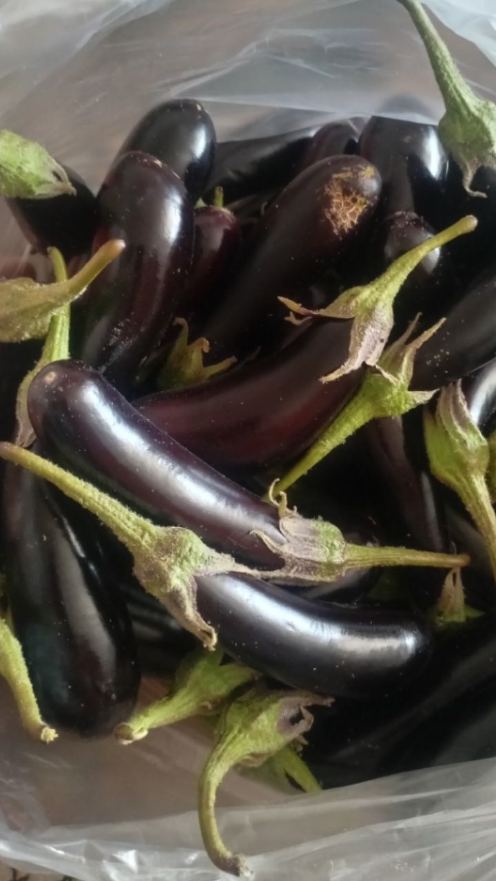 فروش بادمجان