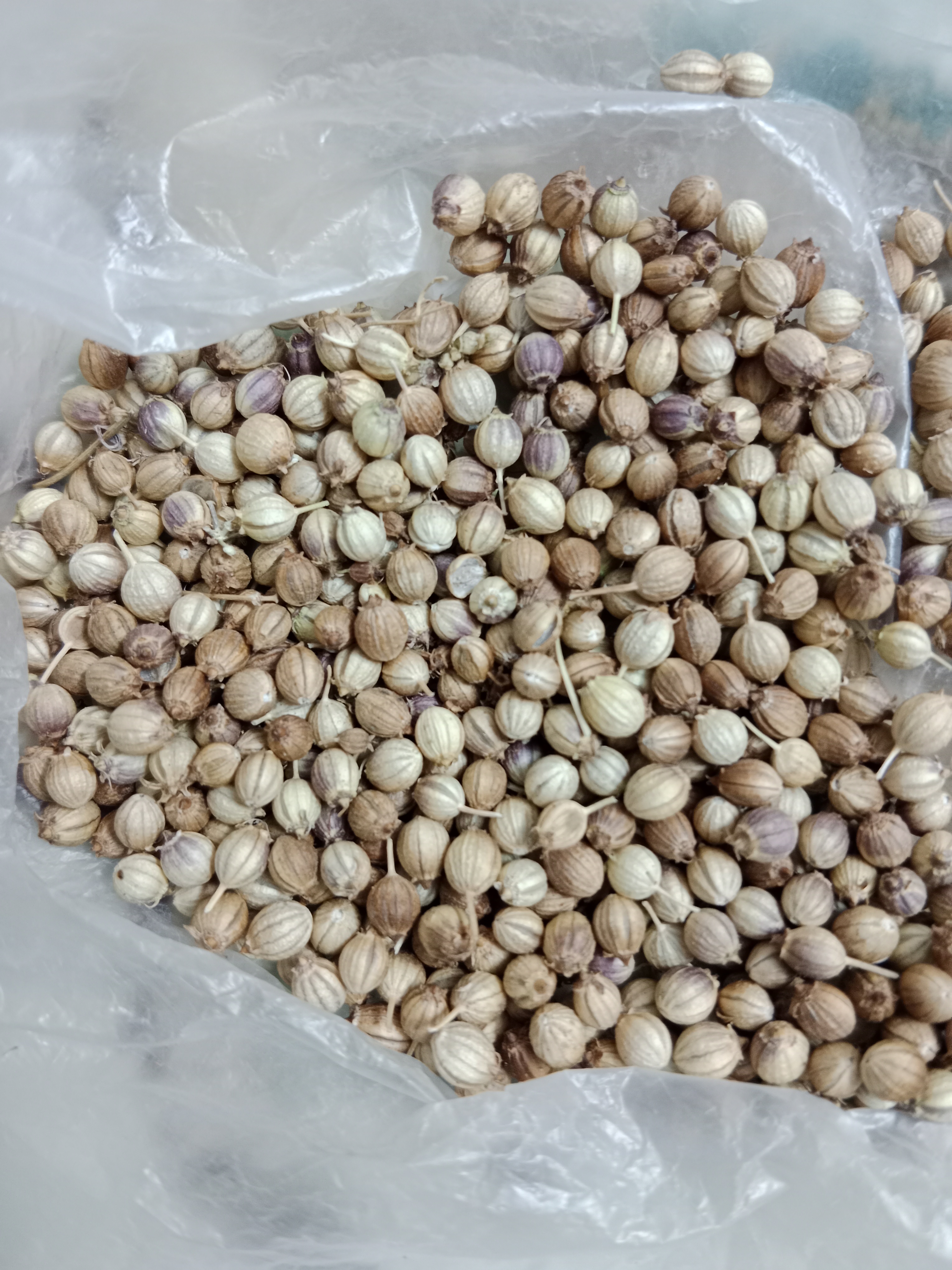 فروش تخم گشنیز (گیاه‌ دارویی)