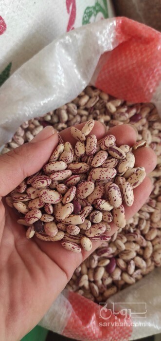 فروش لوبیا چیتی