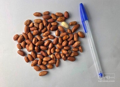 فروش بادام زمینی بو داده