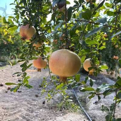 فروش انار