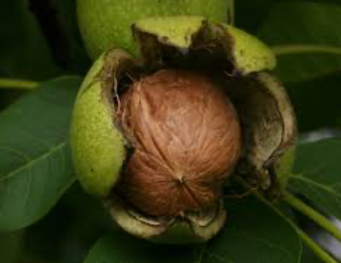 فروش گردو