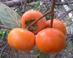 فروش خرمالو