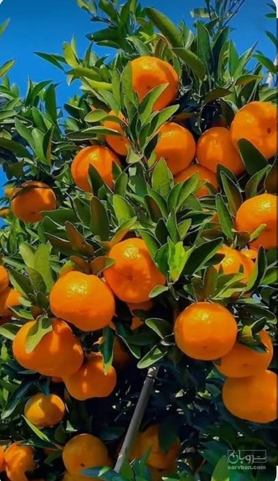 فروش نارنگی ژاپنی