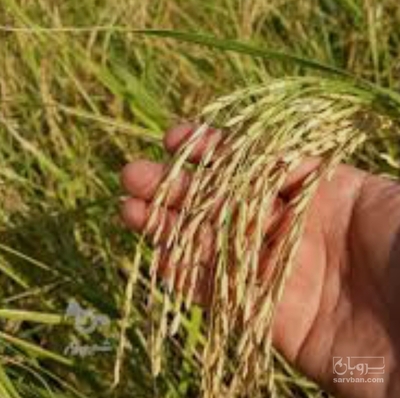 فروش شالی برنج طارم هاشمی