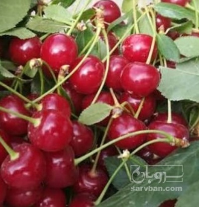 فروش آلبالو
